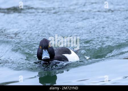 Le canard touffeté est commun et répandu autour des voies navigables intérieures du Royaume-Uni. Vous êtes résident toute l'année et le plus commun de la famille des canards plongeurs. Banque D'Images