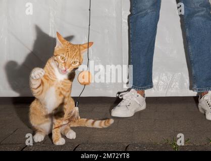 Le chat rouge joue avec un jouet dans la cour de la maison. Banque D'Images