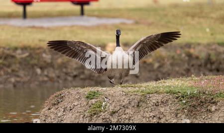Une oie canadienne avec des ailes étirées dans un parc Banque D'Images