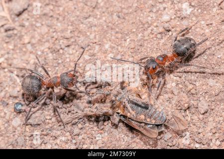 Deux fourmis de bois rouge Formica rufa portent leur proie d'insecte sur le sol sableux Banque D'Images
