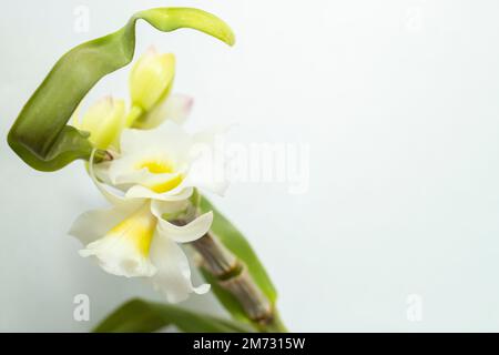 orchidée blanche et feuille isolée, flou de gros plan Banque D'Images