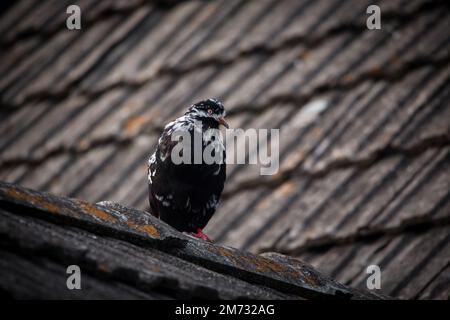 Waldviertler Kröpfer Taube (Waldviertel cropper pigeon), race de pigeon en danger de disparition dans la région de Waldviertel, Autriche Banque D'Images