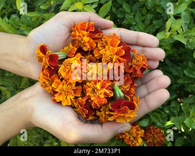 Vue de haut en bas d'une paire de mains enveloppant délicatement un groupe vibrant de fleurs de souci français orange et rouge sur un fond vert luxuriant. Banque D'Images
