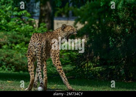 Muenster, Allemagne - 07 30 2022: La guépard africaine est le mammifère terrestre à jeun et bien camouflé par sa fourrure tachetée. Banque D'Images