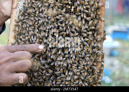 Nagarpur, Tangail, Bangladesh. 7th janvier 2023. L'agriculteur montre l'abeille reine de couleur rouge parmi les abeilles ouvrières sur le nid d'abeilles. Les agriculteurs collectent le miel des fleurs de moutarde par les abeilles à travers leurs boîtes à miel. Chaque boîte contient 6 à 10 plaques. Ces plaques sont utilisées comme plaques de nid d'abeille. Les abeilles collectent le miel des fleurs de moutarde en l'amenant dans l'assiette. Le miel est recueilli en retirant les assiettes des boîtes une fois par semaine. Crédit : ZUMA Press, Inc./Alay Live News Banque D'Images