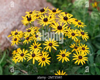 Groupe de fleurs de Susan à yeux noirs (Rudbeckia hirta). Banque D'Images