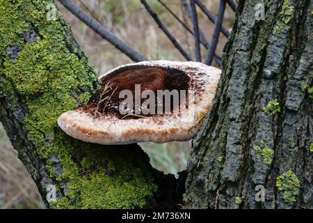 Champignons ligneux (champignons fixés au tronc) Banque D'Images