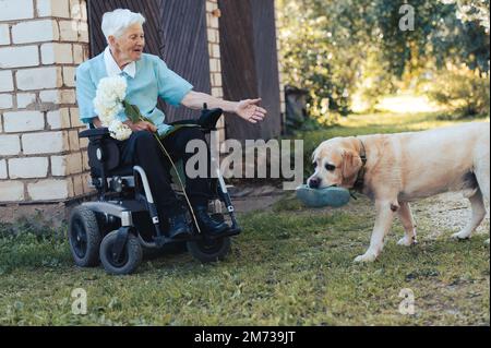 un chien donne des chaussures à une femme âgée handicapée dans un fauteuil roulant Banque D'Images