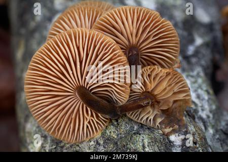 Champignons comestibles Flammulina velutipes sur l'arbre mort. Connu sous le nom de Mushroom Enoki, pied de velours ou tige de velours. Détails sur les branchies. Banque D'Images