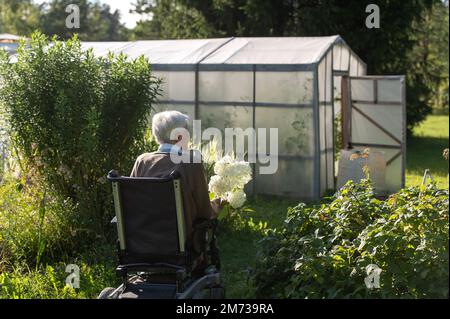 vue arrière d'une vieille femme en fauteuil roulant dans le jardin près de la serre Banque D'Images