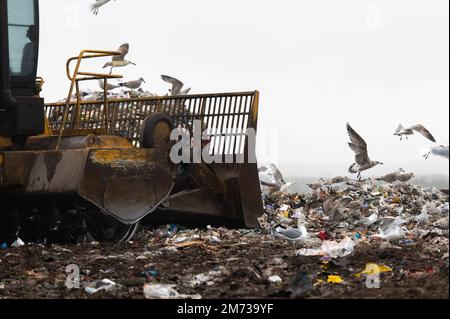 Machines travaillant sur les déchets dans les décharges sanitaires, collecte des déchets avec bulldozer, beaucoup d'oiseaux Banque D'Images