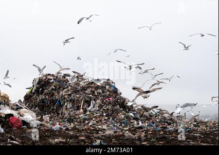 Troupeau de mouettes volant au-dessus de la décharge de déchets Banque D'Images