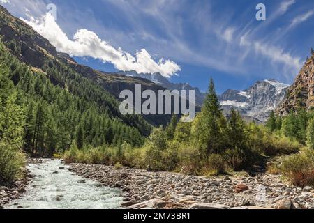 Le ruisseau moussant se précipite le long du canal bordé de galets dans les gorges avec des forêts de pins dans le parc national de Gran Paradiso, entouré par la haute montagne Banque D'Images