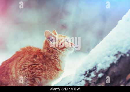 Un jeune chat rouge mignon est assis sur un arbre enneigé en hiver Banque D'Images