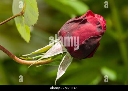 gros plan d'une rose rouge dans un vrai jardin. non modifié numériquement Banque D'Images