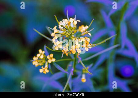 Fleurs jaunes communes Colza Barbarea vulgaris on Meadow in Springtime gros plan. Banque D'Images