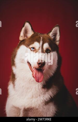 Un portrait vertical de l'adorable Husky sibérien avec la langue sur fond rouge Banque D'Images