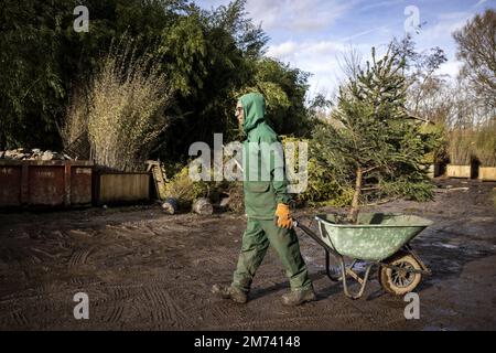 LEUSDEN - les arbres de Noël adoptés sont replacés dans le sol à une pépinière. Les arbres ont été retournés par les clients, ils peuvent être loués à nouveau à Noël prochain. ANP RAMON VAN FLYMEN pays-bas sortie - belgique sortie Banque D'Images