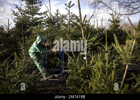 LEUSDEN - les arbres de Noël adoptés sont replacés dans le sol à une pépinière. Les arbres ont été retournés par les clients, ils peuvent être loués à nouveau à Noël prochain. ANP RAMON VAN FLYMEN pays-bas sortie - belgique sortie Banque D'Images