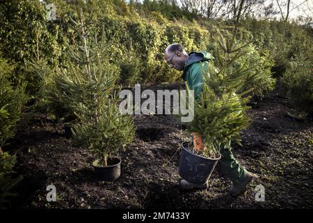 LEUSDEN - les arbres de Noël adoptés sont replacés dans le sol à une pépinière. Les arbres ont été retournés par les clients, ils peuvent être loués à nouveau à Noël prochain. ANP RAMON VAN FLYMEN pays-bas sortie - belgique sortie Banque D'Images