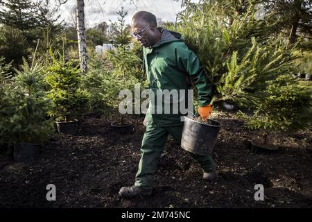 LEUSDEN - les arbres de Noël adoptés sont replacés dans le sol à une pépinière. Les arbres ont été retournés par les clients, ils peuvent être loués à nouveau à Noël prochain. ANP RAMON VAN FLYMEN pays-bas sortie - belgique sortie Banque D'Images