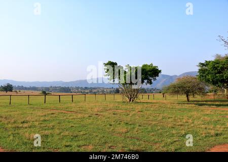 Sanctuaire de la vie sauvage de Mlilwane au Swaziland, eSwatini Banque D'Images