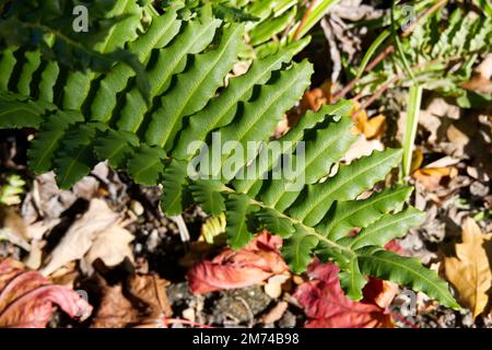 Fern Blechum chilense Fern dur chilien dans le jardin britannique octobre Banque D'Images