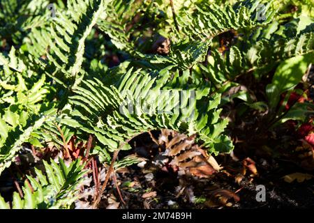 Fern Blechum chilense Fern dur chilien dans le jardin britannique octobre Banque D'Images