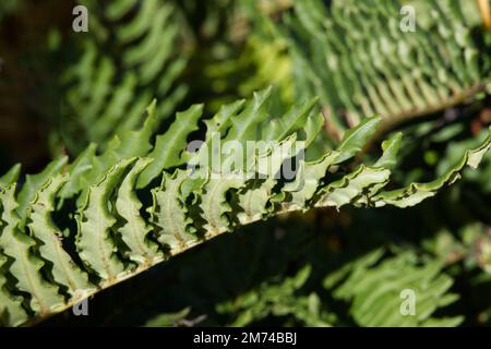 Fern Blechum chilense Fern dur chilien dans le jardin britannique octobre Banque D'Images