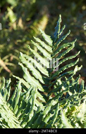 Fern Blechum chilense Fern dur chilien dans le jardin britannique octobre Banque D'Images