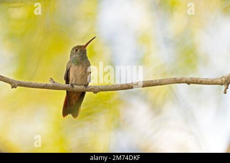 Un colibri à ventre roux (Amazilia yucatanensis) perché sur une branche au repos. Banque D'Images