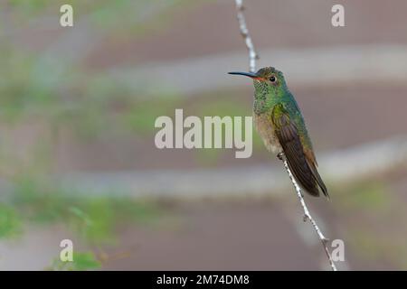 Un colibri à ventre roux (Amazilia yucatanensis) perché sur une branche au repos. Banque D'Images