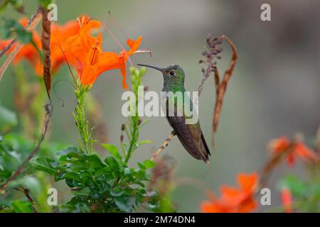 Un colibri à ventre roux (Amazilia yucatanensis) perché sur une branche au repos. Banque D'Images