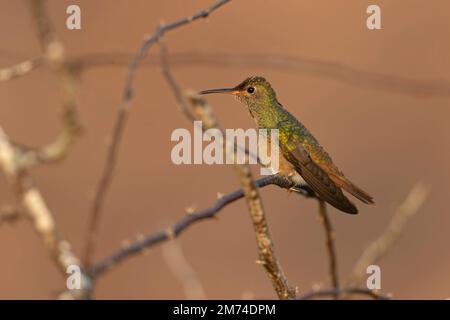 Un colibri à ventre roux (Amazilia yucatanensis) perché sur une branche au repos. Banque D'Images