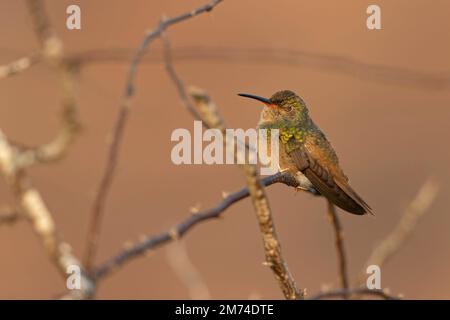 Un colibri à ventre roux (Amazilia yucatanensis) perché sur une branche au repos. Banque D'Images