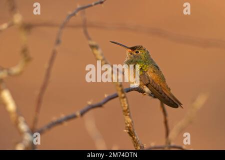 Un colibri à ventre roux (Amazilia yucatanensis) perché sur une branche au repos. Banque D'Images