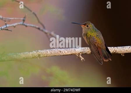 Un colibri à ventre roux (Amazilia yucatanensis) perché sur une branche au repos. Banque D'Images