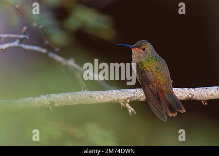 Un colibri à ventre roux (Amazilia yucatanensis) perché sur une branche au repos. Banque D'Images