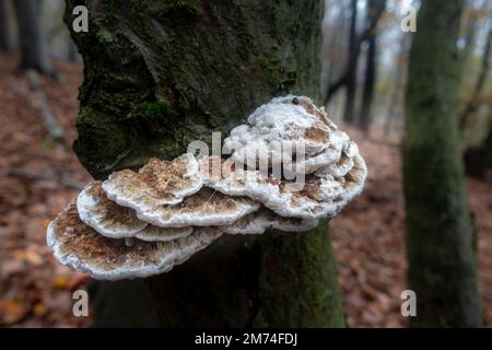 Éponge pour bricoleurs (Fomes fomentarius) Banque D'Images