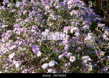 Fleurs d'automne roses d'Aster / Marguerite de Michaelmas / Symphyotrichum Coombe Fishacre dans le jardin britannique octobre Banque D'Images