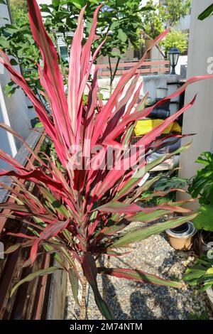 Feuilles de cordyline colorées, cordyline terminalis cv Aichiaka ou Cordyline fruticosa plante Banque D'Images