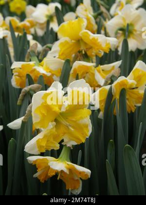 Les jonquilles blanches et jaunes à col fendu (Narcisse) souveraines fleurissent dans un jardin en avril Banque D'Images