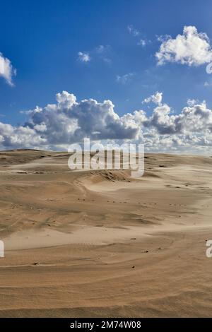 Raabjerg Mile, dune côtière en migration entre Skagen et Frederikshavn; Jutland du Nord, Danemark Banque D'Images