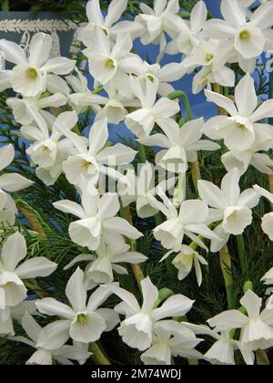 White Triandrus Daffodils (Narcisse) Thalia sur une exposition en mai Banque D'Images