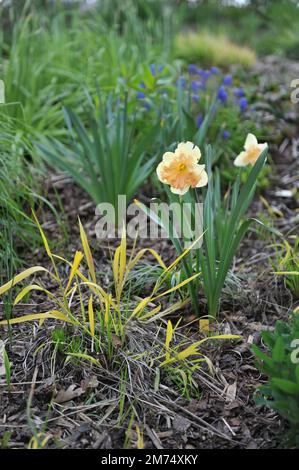 Les jonquilles blanches et roses à col fendu (Narcissus) la pêche à la vanille fleurissent dans un jardin en mai Banque D'Images