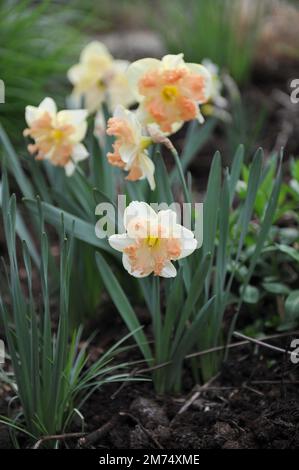 Les jonquilles blanches et roses à col fendu (Narcissus) la pêche à la vanille fleurissent dans un jardin en avril Banque D'Images