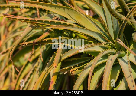 Aloe vera sur la côte italienne Banque D'Images