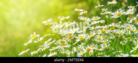 Fleurs de camomille (Matricaria recutita), plantes en fleurs dans la prairie de printemps, un jour ensoleillé, gros plan avec espace pour le texte Banque D'Images
