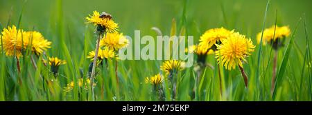 Gros plan sélectif des pissenlits jaunes sur la prairie printanière, bannière. Fleurs jaunes dans l'herbe verte sur le champ. Taraxacum officinale Banque D'Images