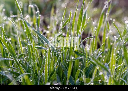 Gros plan de feuilles vertes avec gouttes de pluie ou rosée du matin comme arrière-plan avec une faible profondeur de champ. Banque D'Images